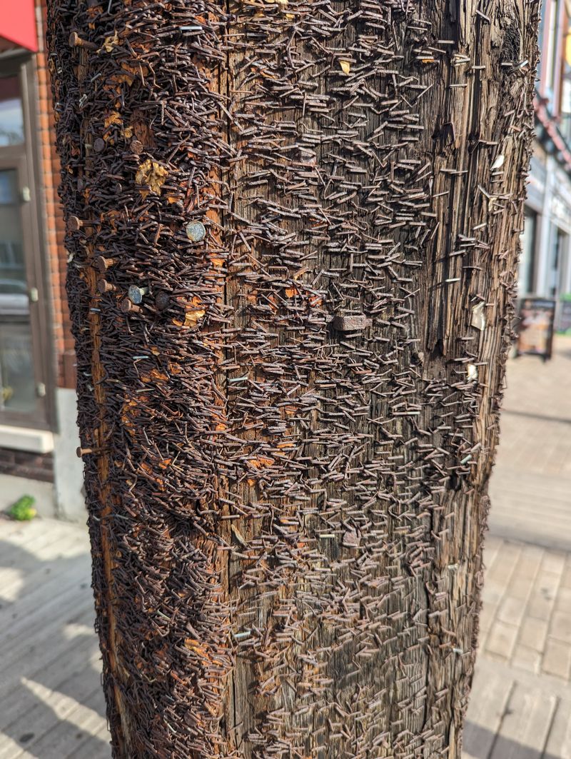 Wooden post with many rusted staples in it